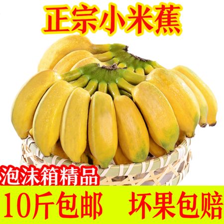 泡沫箱精品果广西小米蕉新鲜水果应季水果孕妇芭香蕉5 10斤包邮
