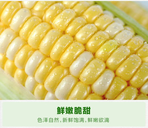 云南特产水果玉米现摘新鲜甜脆玉米棒爆浆嫩非糯玉米